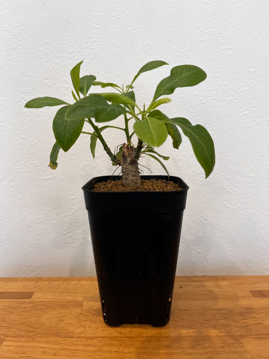 フォークイエリア・ファシクラータ（実生）_01 | SHELF