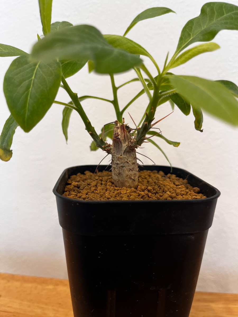 フォークイエリア・ファシクラータ（実生）_05 | SHELF