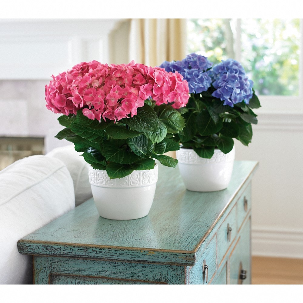 Happy Hydrangea - Blue in Murfreesboro TN - Murfreesboro Flower Shop