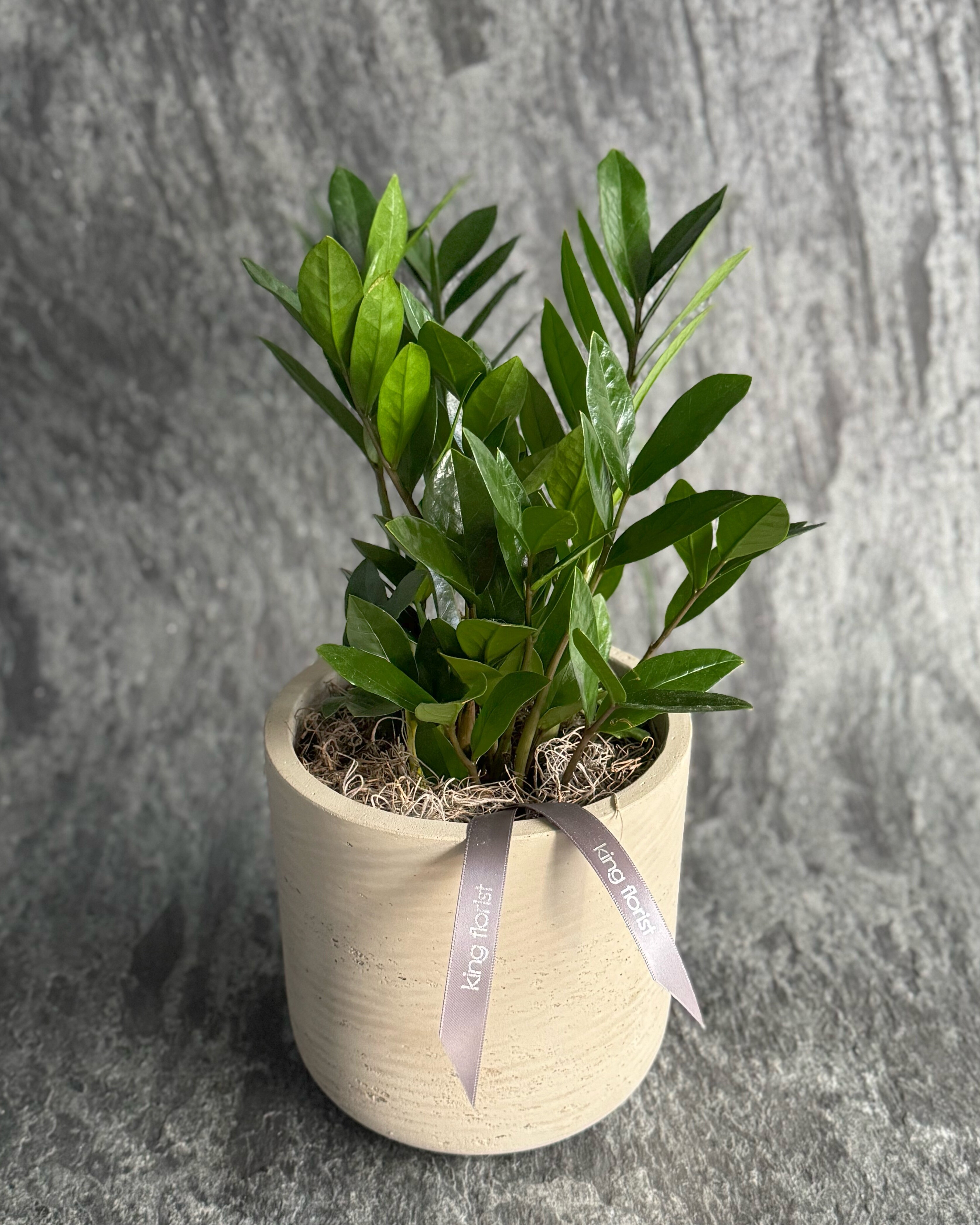 ZZ Plant in Austin TX - King Florist Of Austin