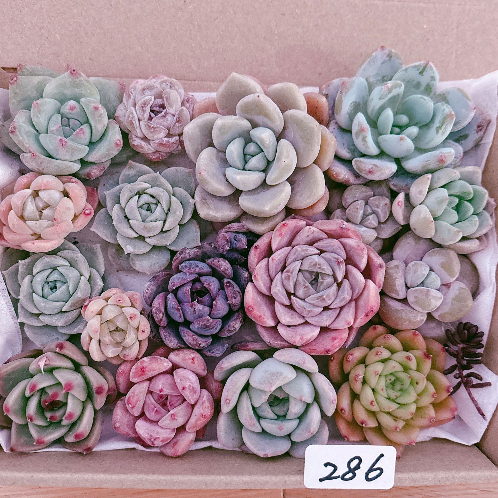 286 多肉植物寄せ植えセット - メルカリ