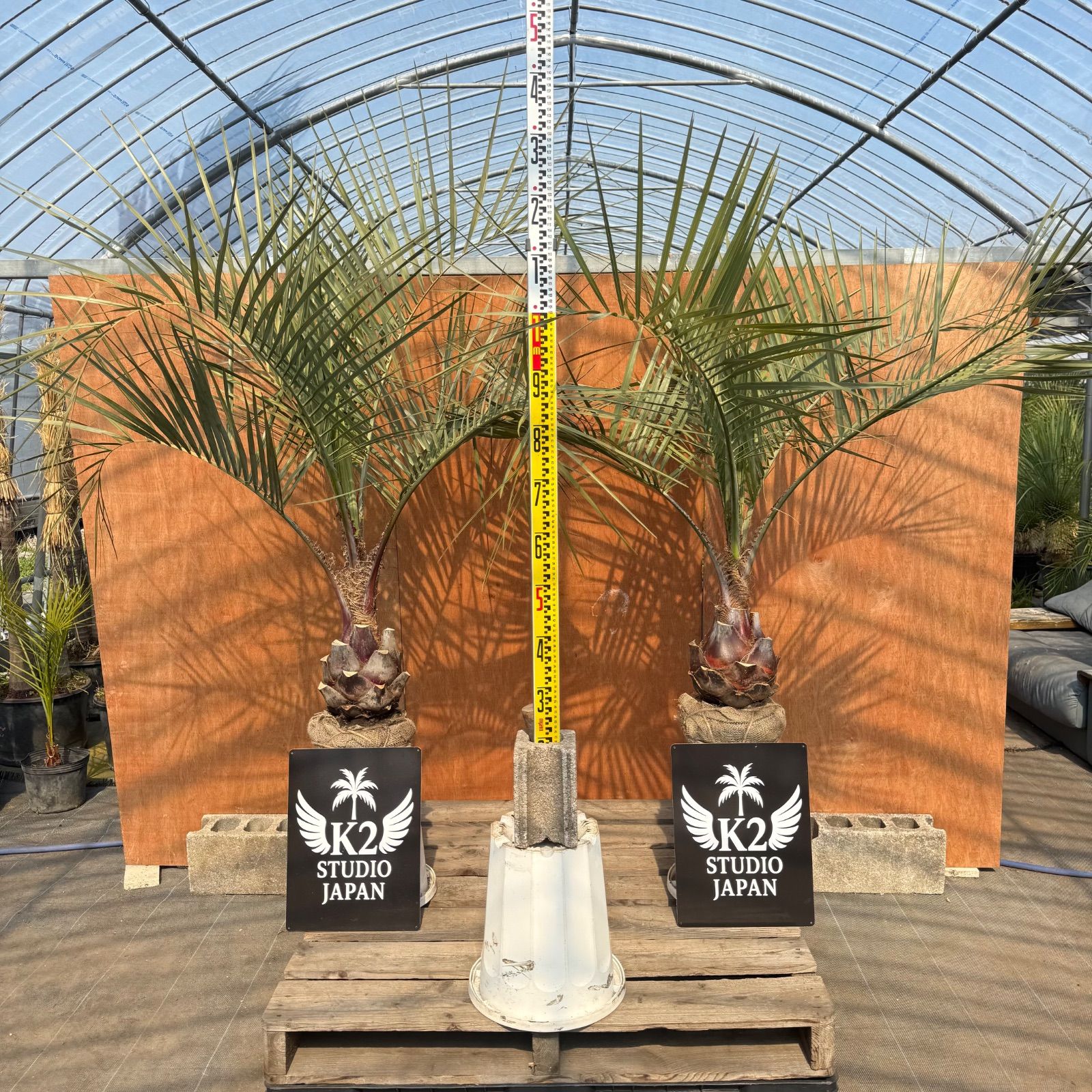 🌴ココスヤシ シルバーリーフ🌴【極太株／2本セット】 - メルカリ