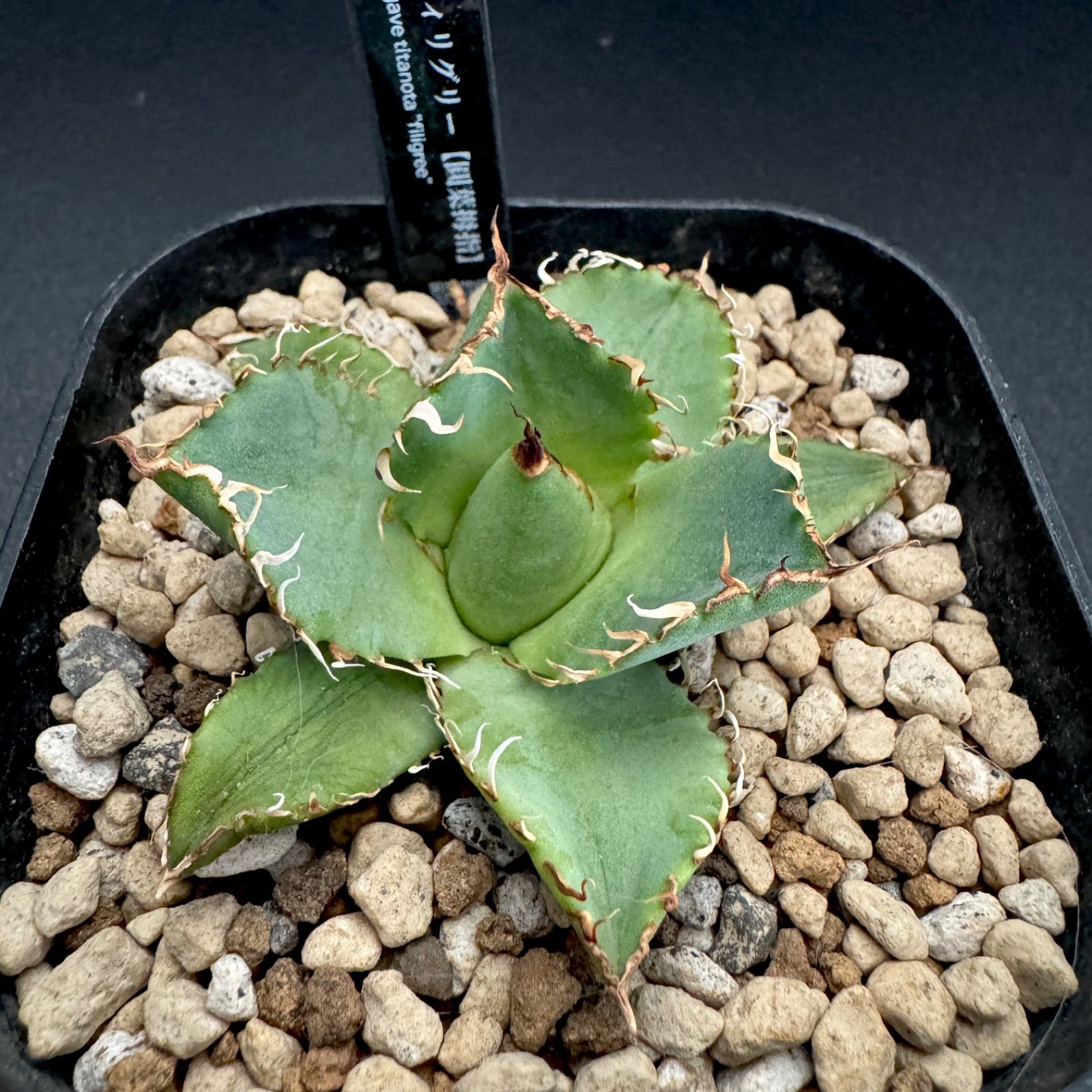 アガベ フィリグリー チタノタ オテロイ 子株② - メルカリ