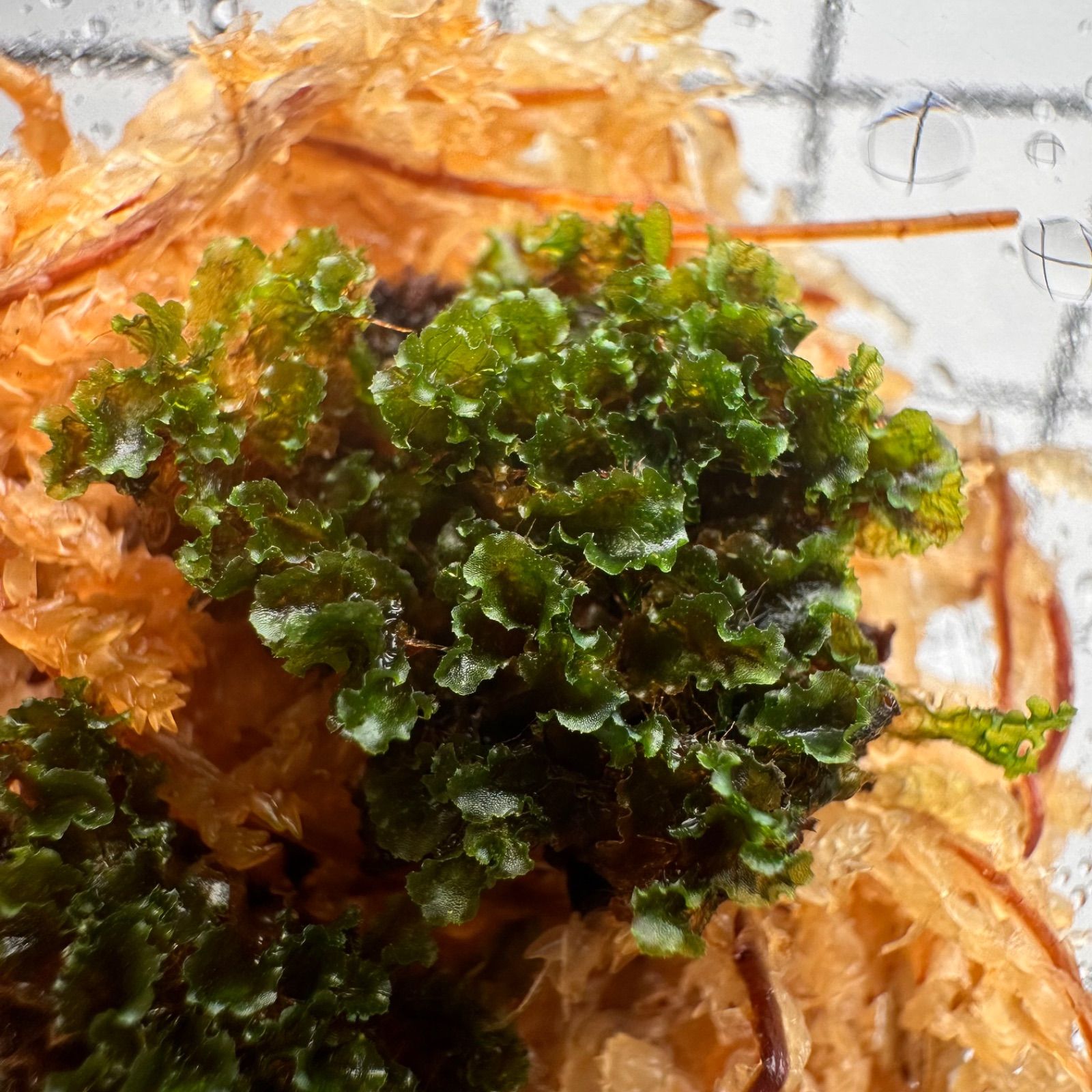 ①【3セット限定タイムセール！】P.willinckii OMG 前葉体 - メルカリ