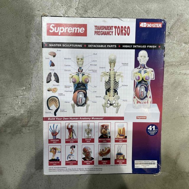 Supreme 18aw Male and Female Anatomy Model 