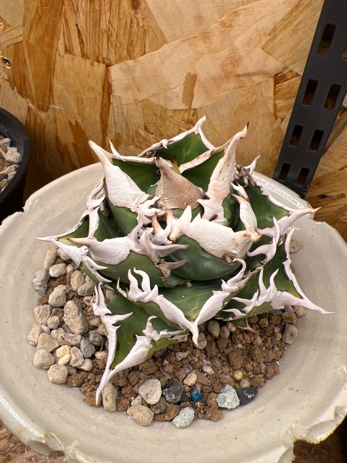 アガベ 大白鯊（ホホジロザメ）（lize血統） - メルカリ