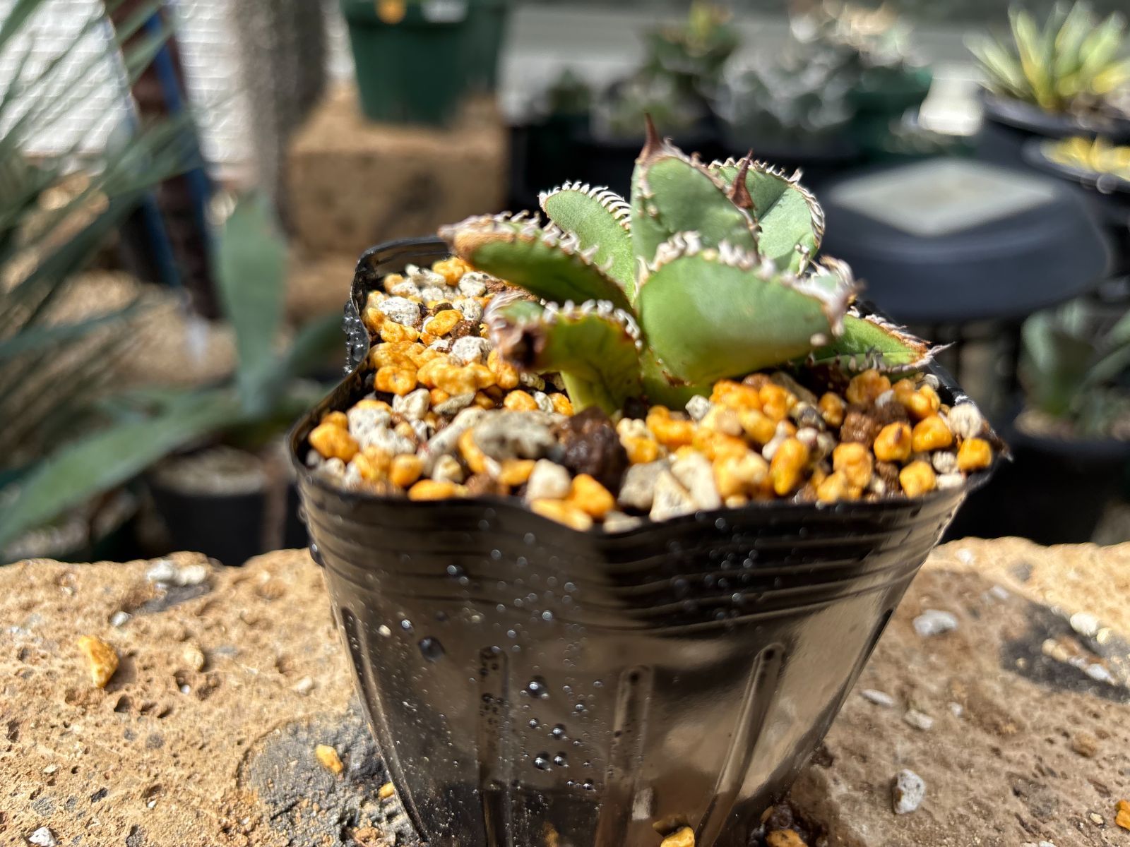 Dragon Agave産》アガベ チタノタ '麻花'（'麻花龍'）｜台湾アガベ、大