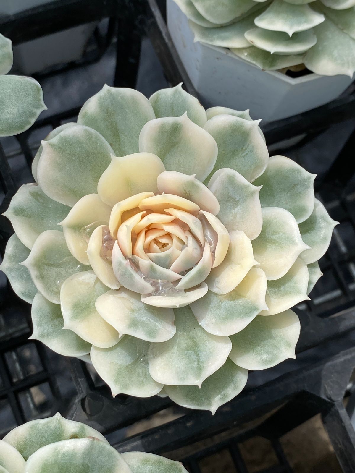 他の方発送×イタリア製【STUDIO CELLINI】 購入 Bronze Clown