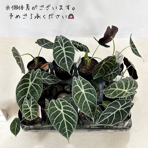 観葉植物 アロカシア ワトソニア ライトニング 3号(個体おまかせ1鉢
