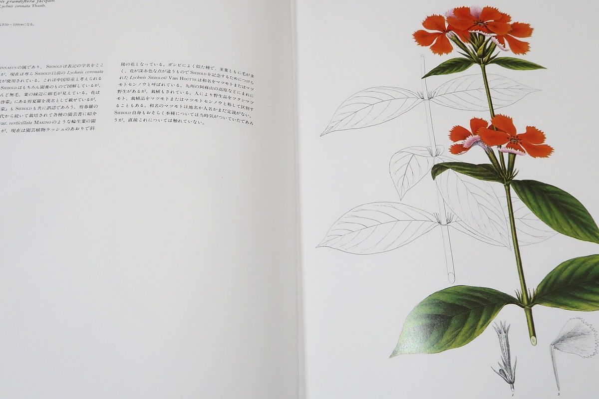 原色精密・日本植物図譜/シーボルト・フロラ・ヤポニカ/定価43000円