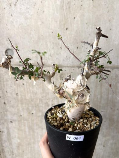 最終値下げ コミフォラ カタフ ソマリア ピュア BOTANICAL BOX