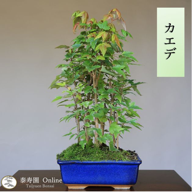 三河盆栽 カエデ 盆栽 三河盆栽 カエデ 盆栽 三河盆栽 カエデ 盆栽