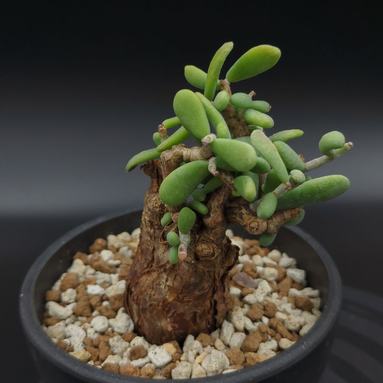 グラキリス 現地球 発根6年目株 6 パキポディウム グラキリス 現地球