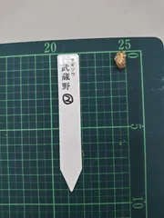 2026年最新】野生蘭の人気アイテム - メルカリ