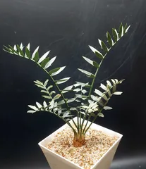 2026年最新】エンセファラルトスの人気アイテム - メルカリ