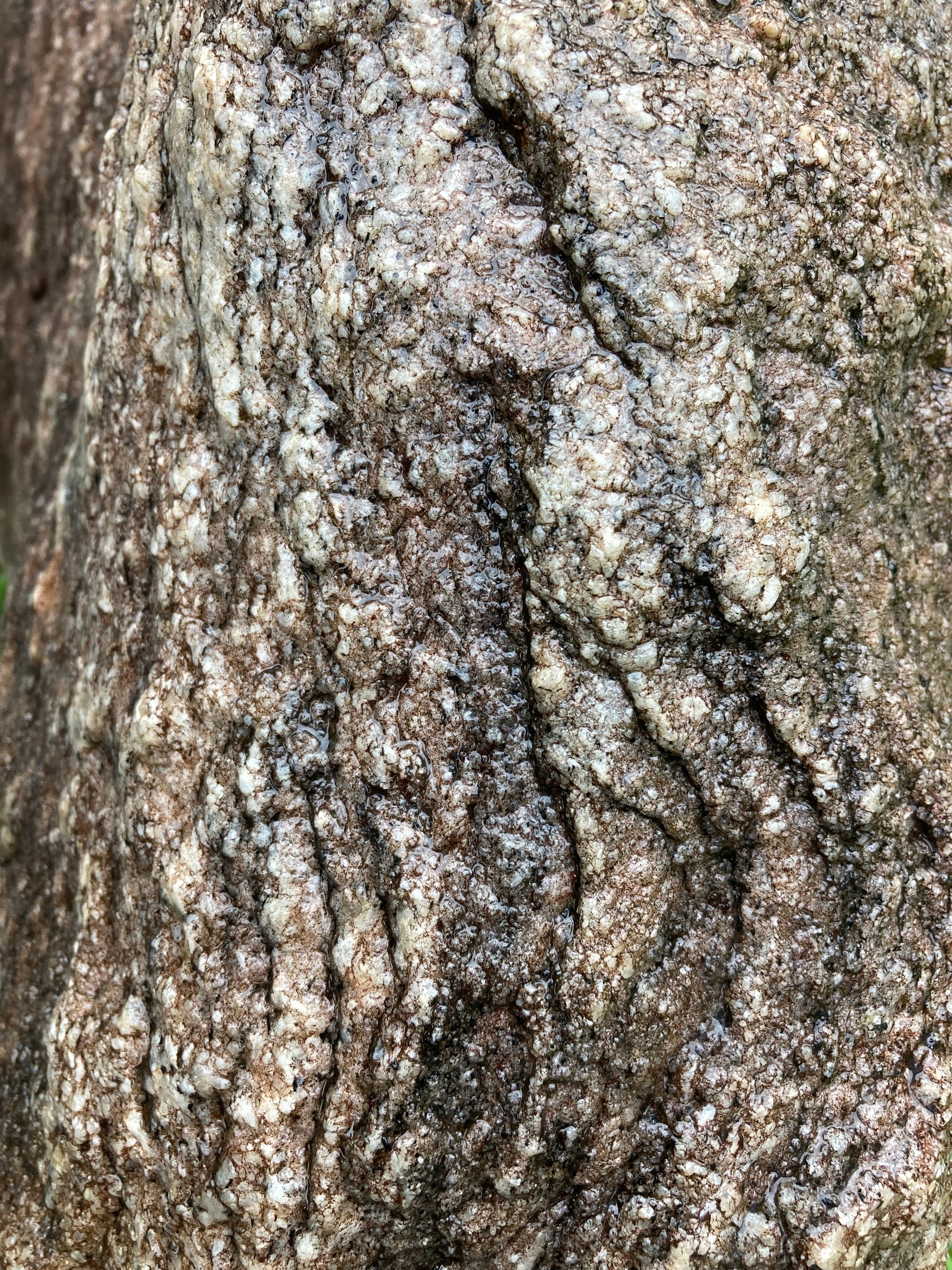 12．南極の石｜前田 とまき （TOMAKI）