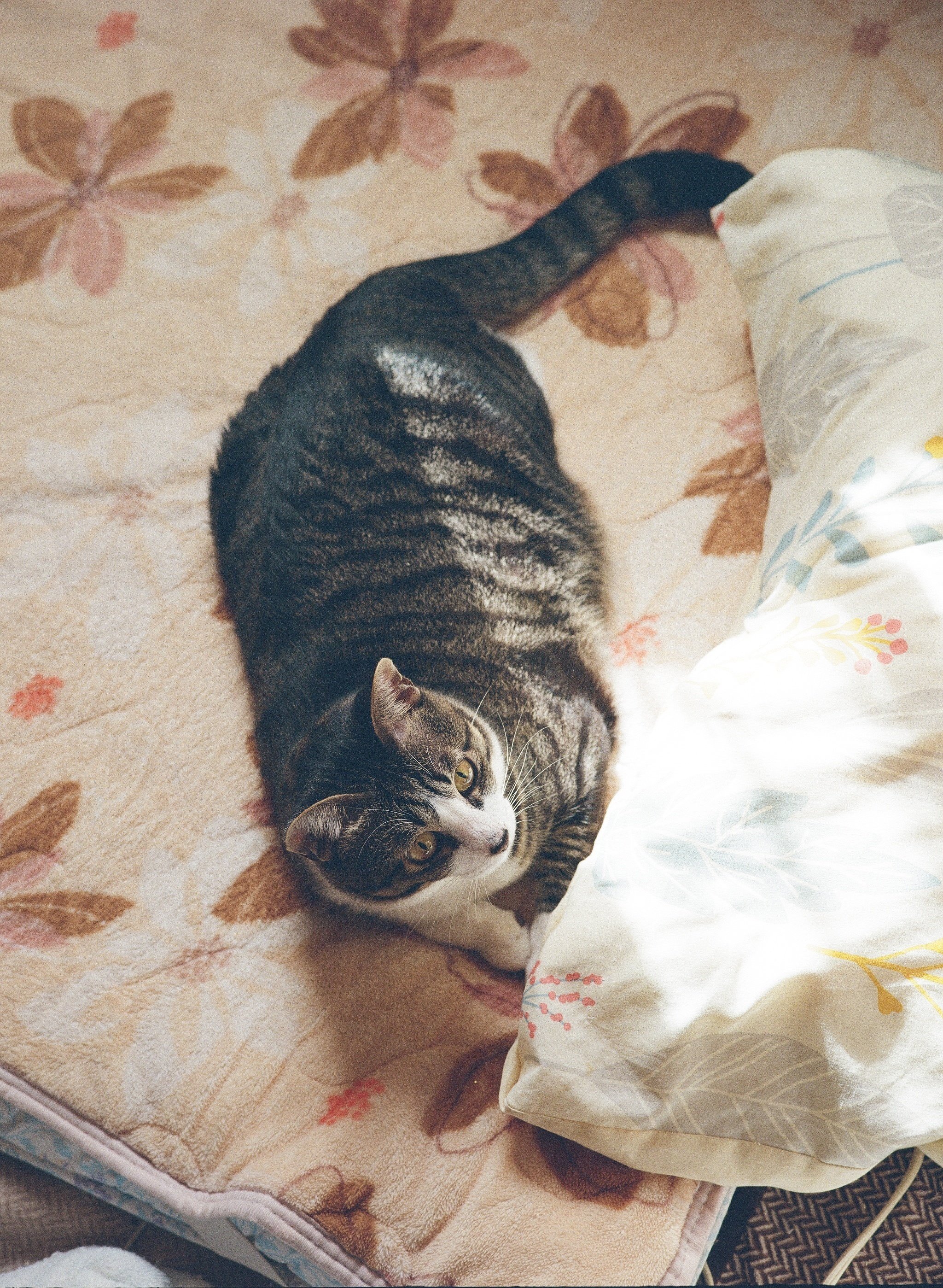 おかえり富士フィルム！ [作例あり]FUJICA GS645｜Yoshimin📸(ライカ