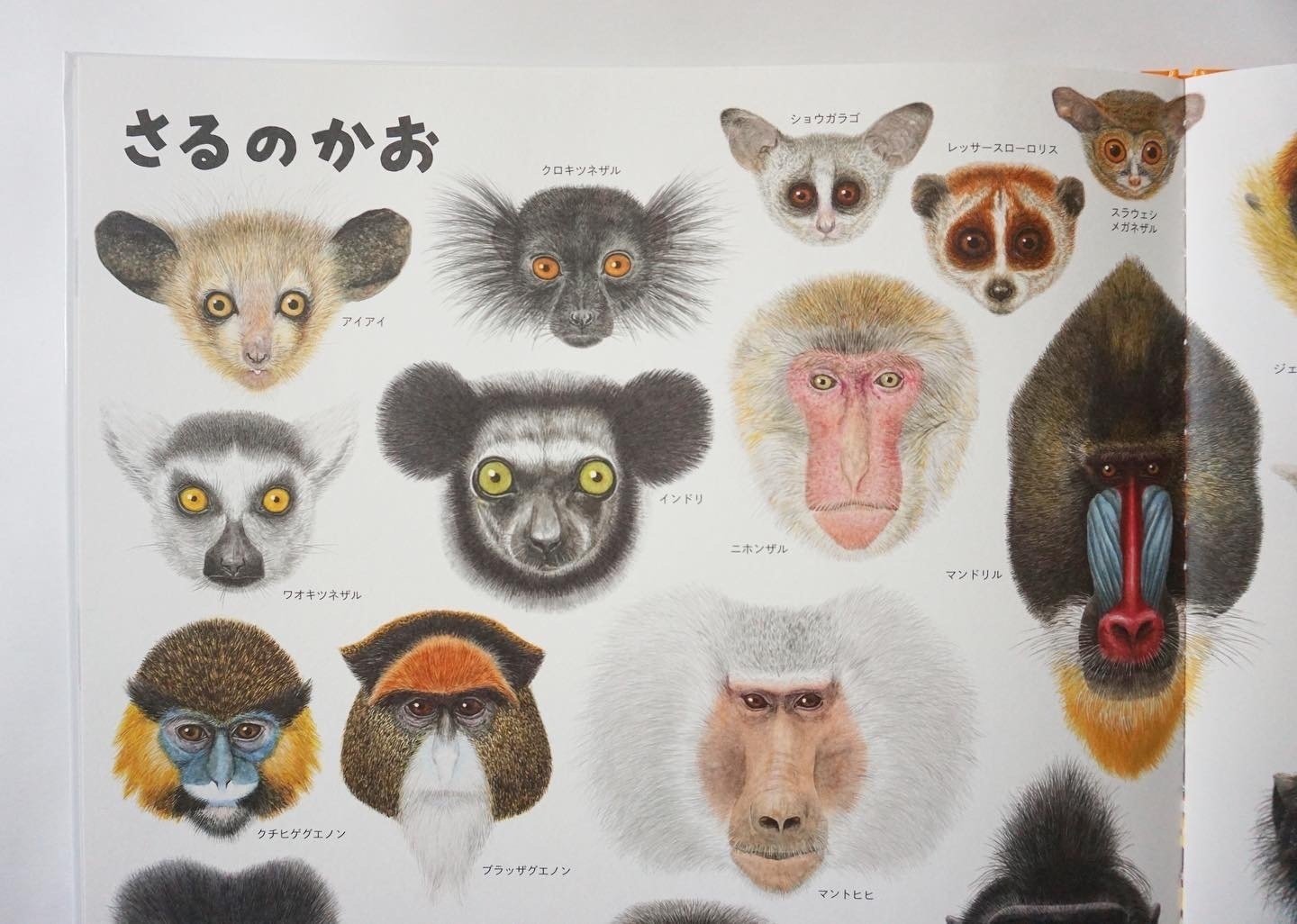 いきものづくし ものづくし』原画展（福音館書店・刊）｜なかの真実