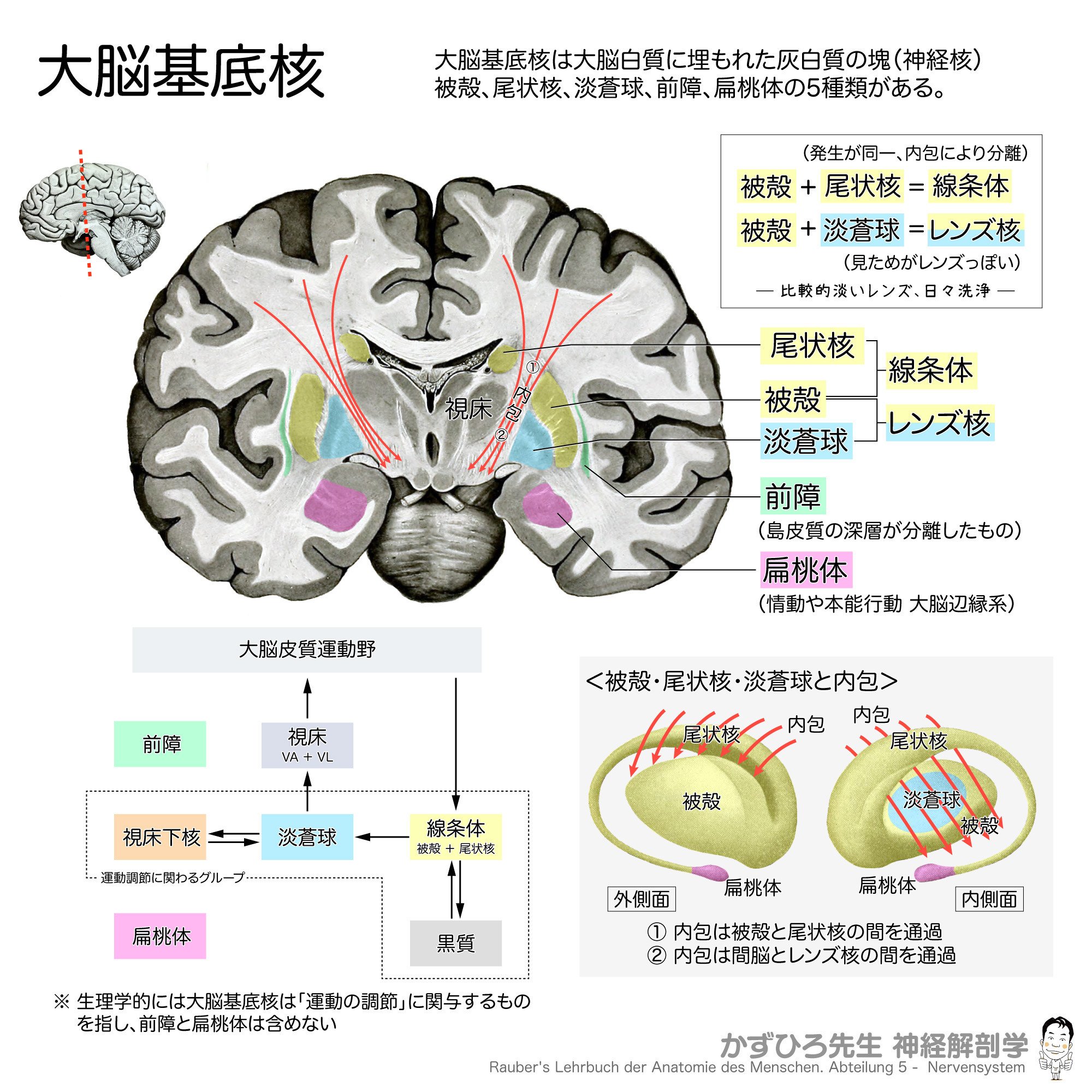大脳基底核（basal ganglia）の構造的および機能的な分類｜かずひろ
