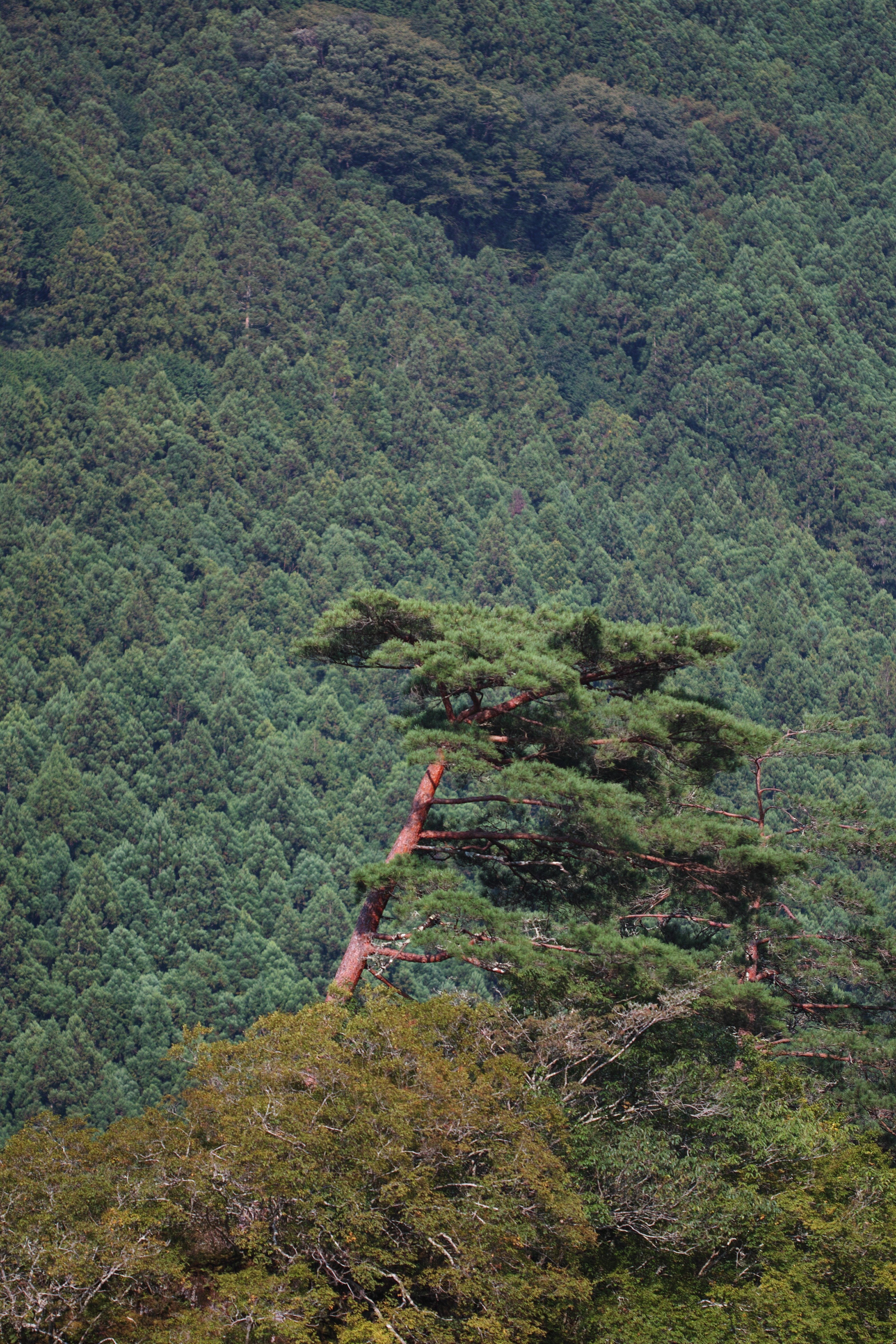 レビュー】SIGMAで一番売れてない？ 望遠マクロの真髄 APO MACRO 180mm