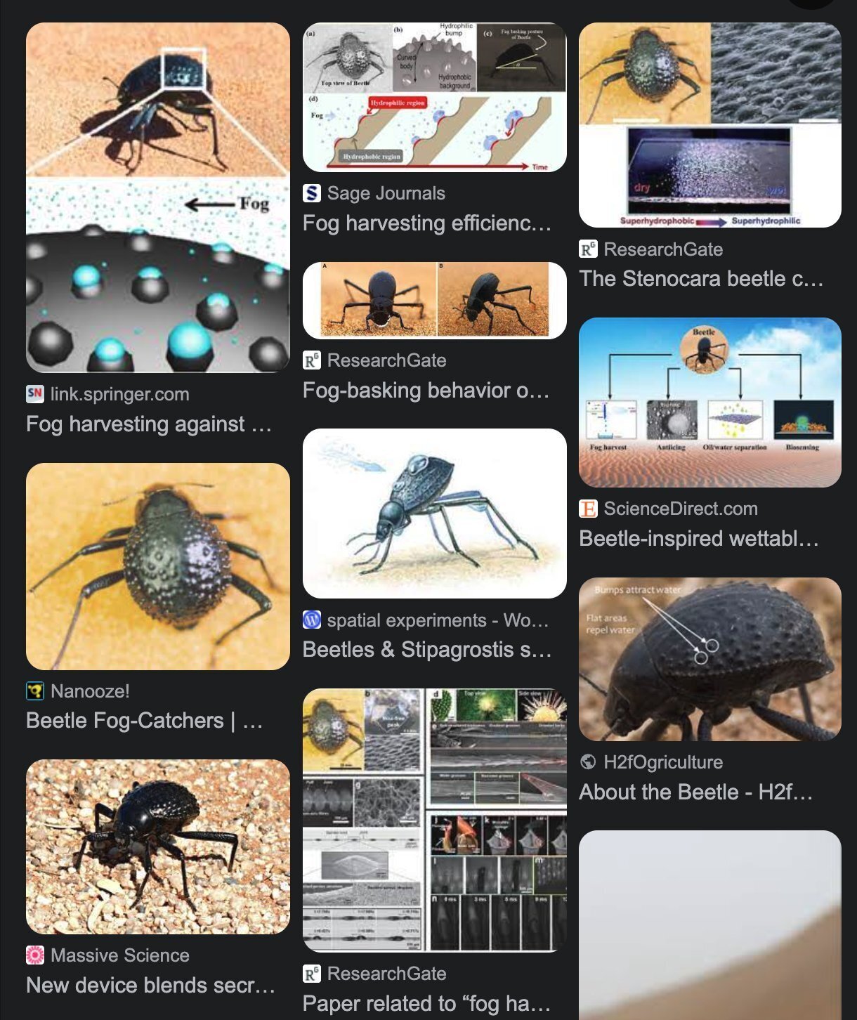 Biomimeticsの裏話 ナミブ砂漠のキリアツメを巡るスキャンダル｜Gyroid