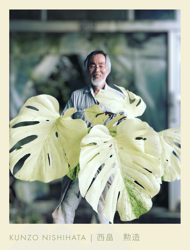 徹底リサーチ】モンステラ・デリシオーサ・ホワイトモンスター｜天津