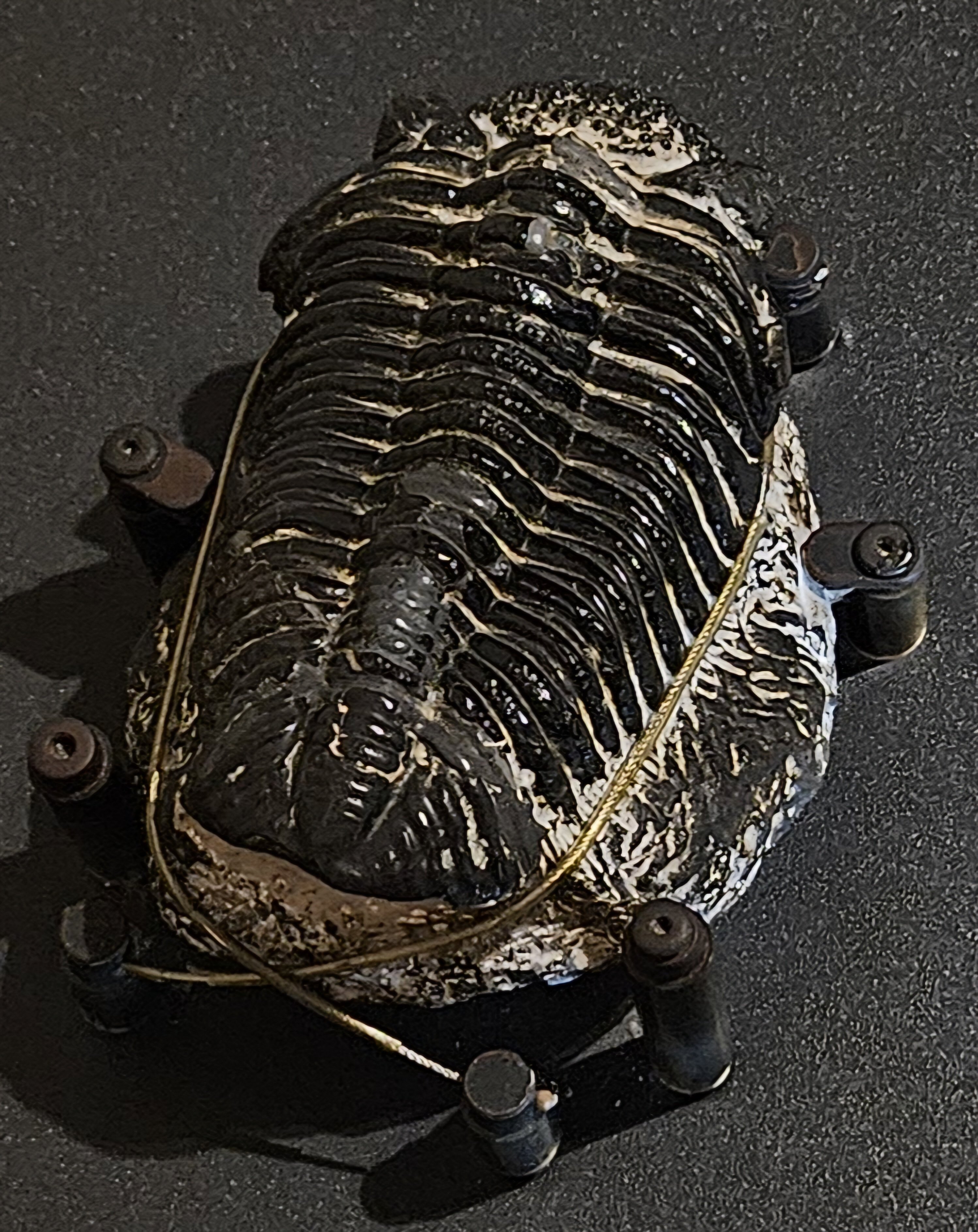 The Lost Universe 古代の巨大海洋節足動物③巨大三葉虫｜美原さつき