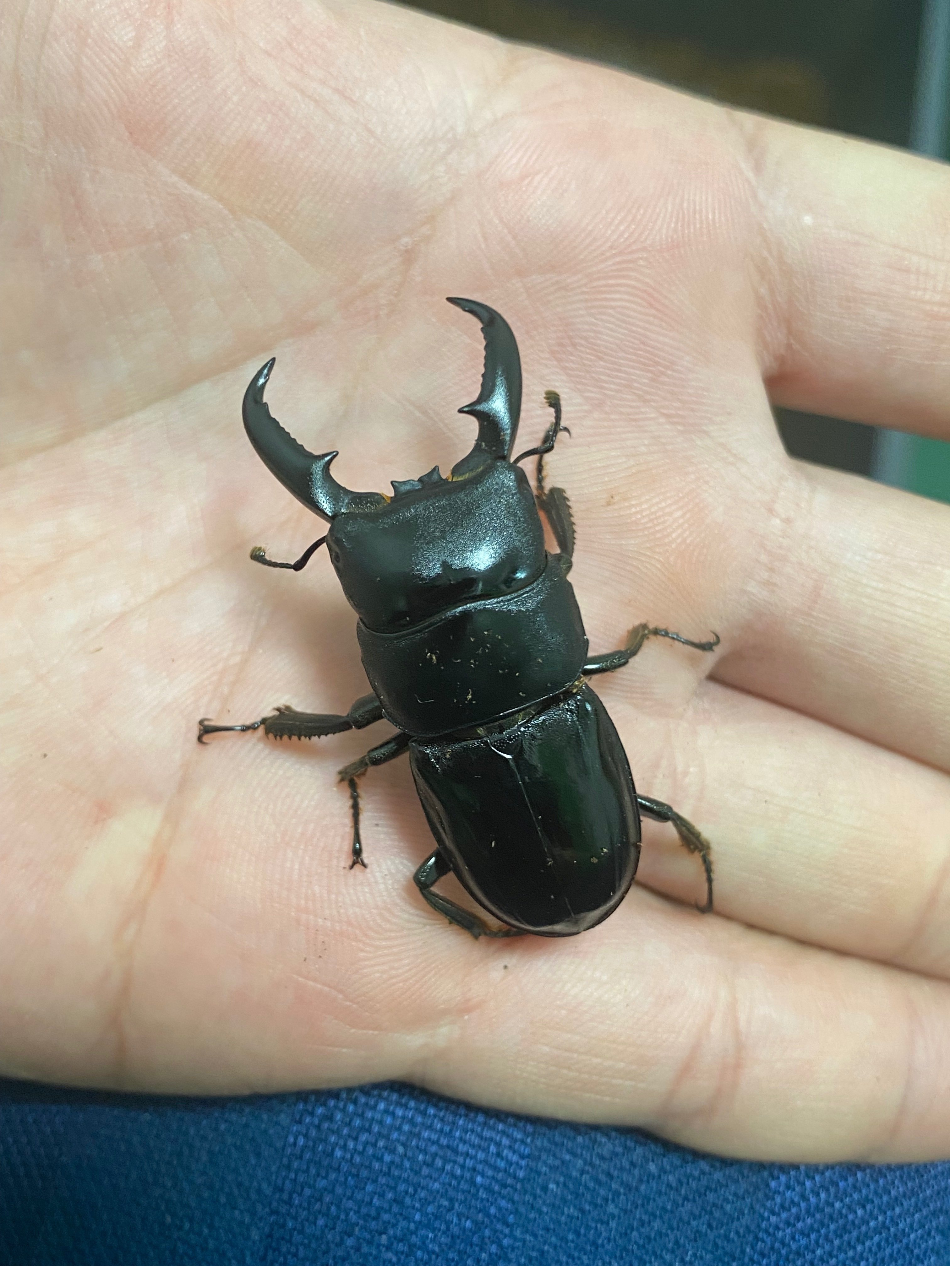 ハチジョウヒラタ飼育記録feat.2024八丈島採集｜SORA