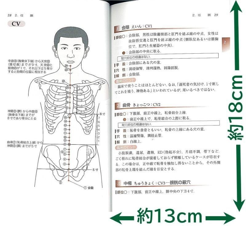 画像で比較】鍼灸・推拿に役立つ経穴取穴本おすすめ21選｜在庫あり49冊