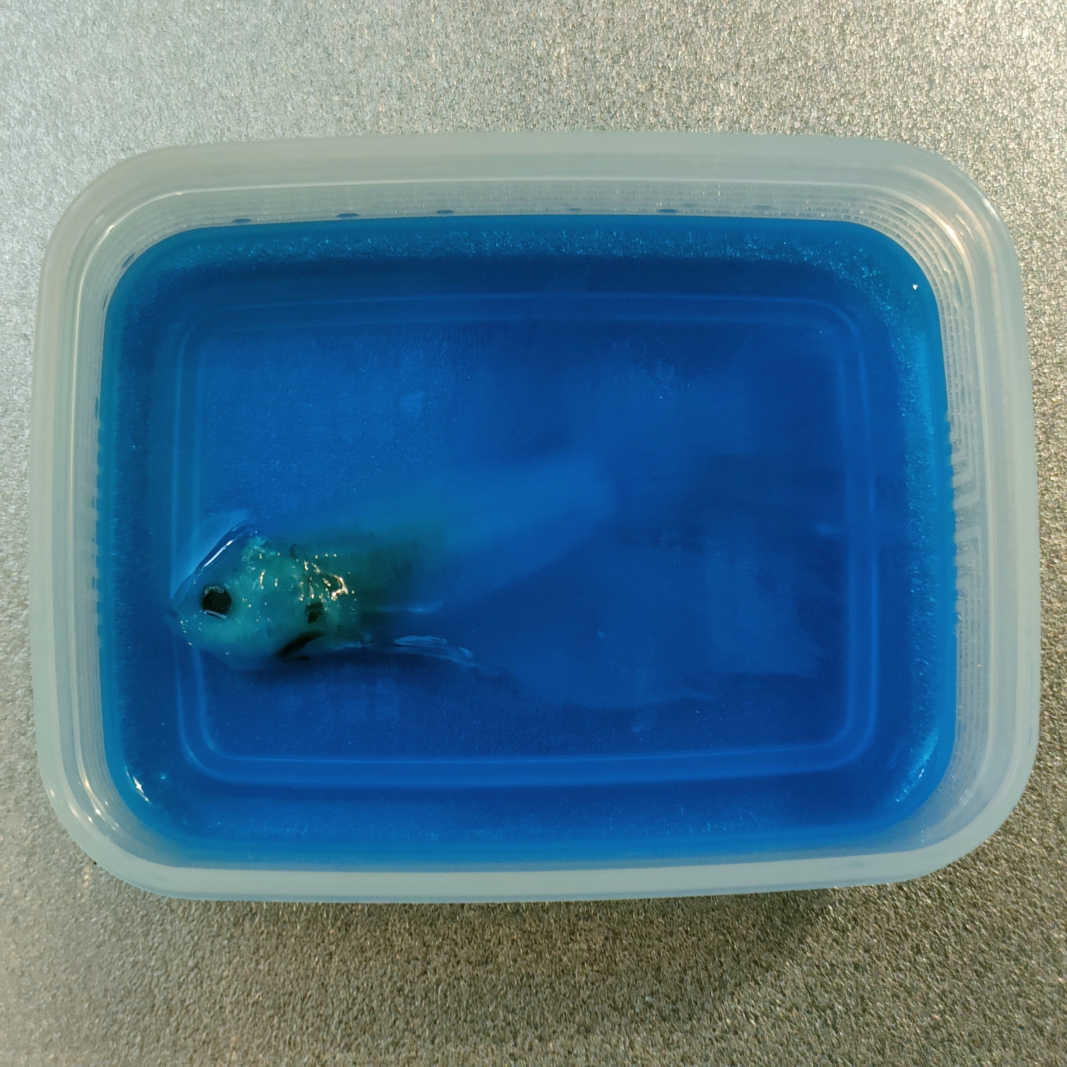 当店オリジナル【透明標本作製キット】（上級）作製マニュアル+補助