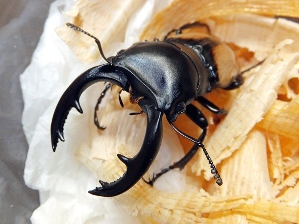 ベルシコロールツヤクワガタの飼育記録【2012～2013】｜AKECHI