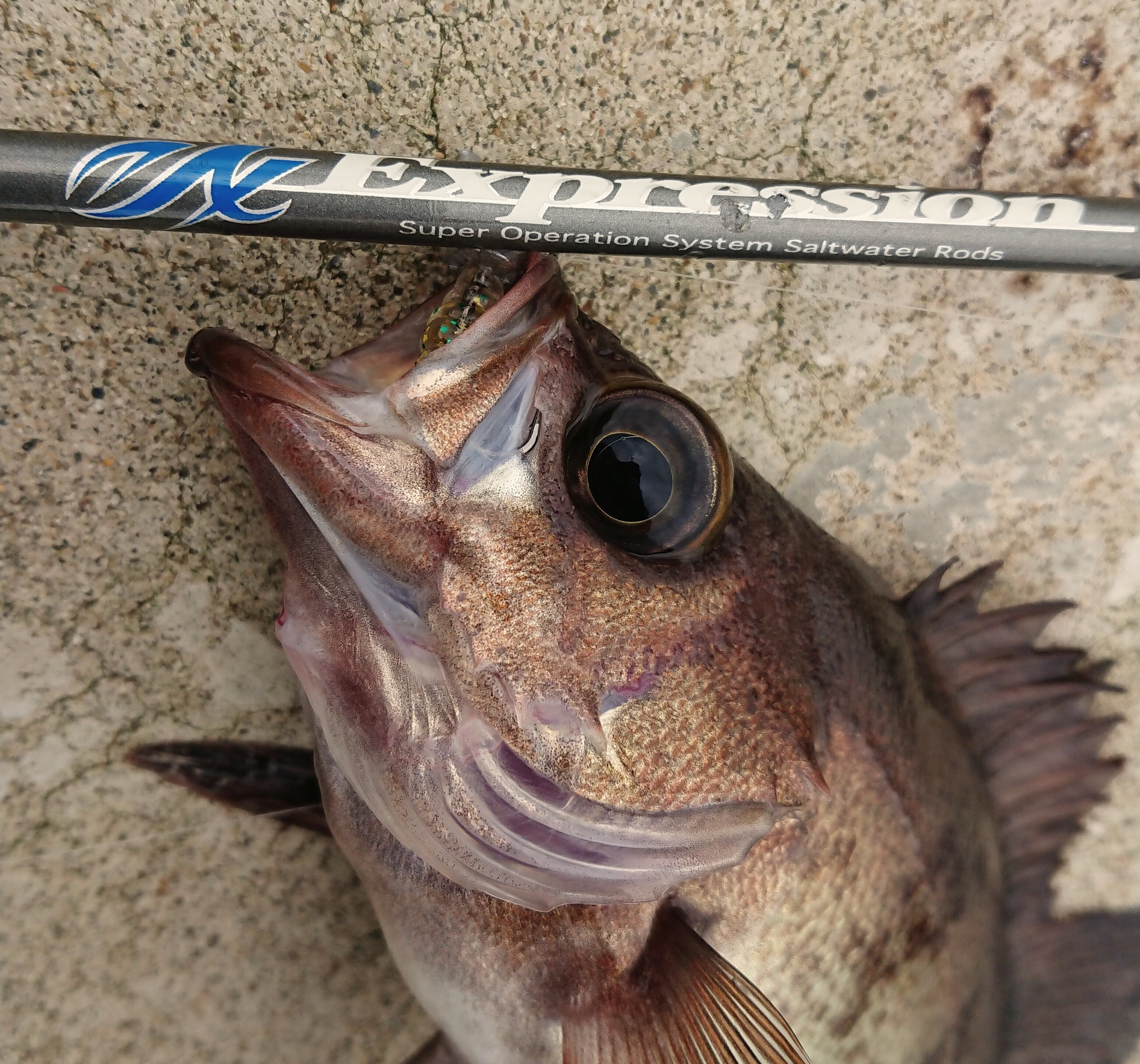 オレのお気に入り名竿名鑑 Vol.1 アングラーズリパブリック PALMS