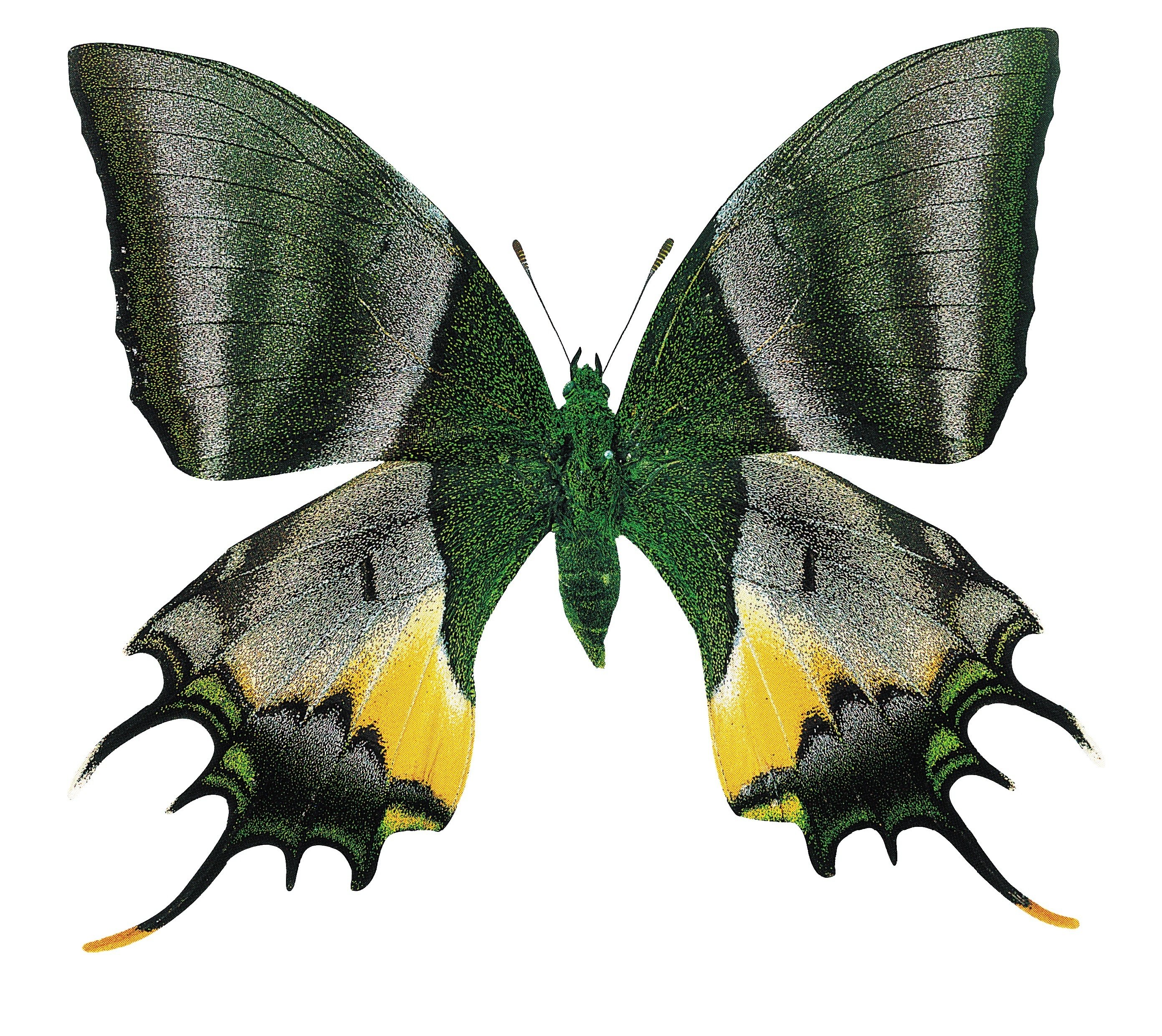 ネパールの山であやうく遭難…それでも蝶を探し続けた研究者の話【その