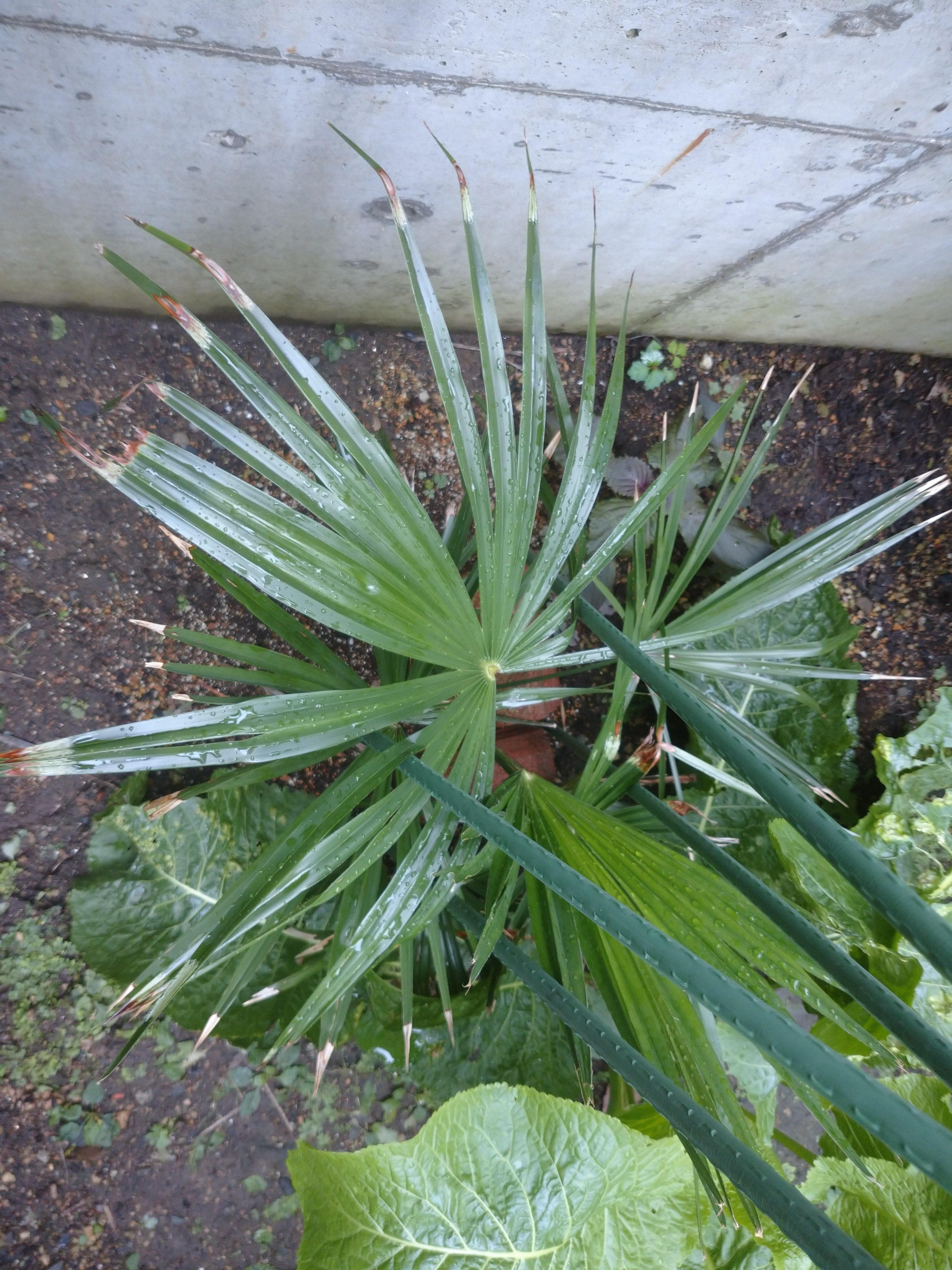 ヤシの木を語る1（日本本土原産のヤシの木たち）｜サイクロン