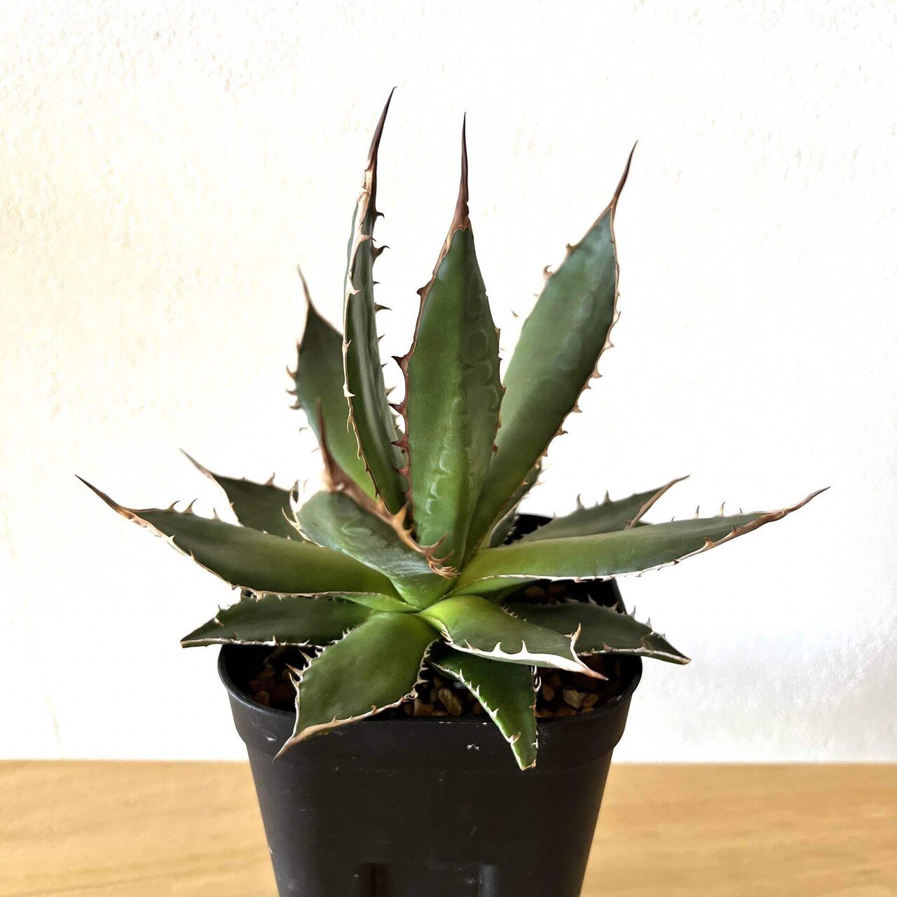 アガベ植え替え。鉢の大きさに悩む。｜ドラゴン・スー