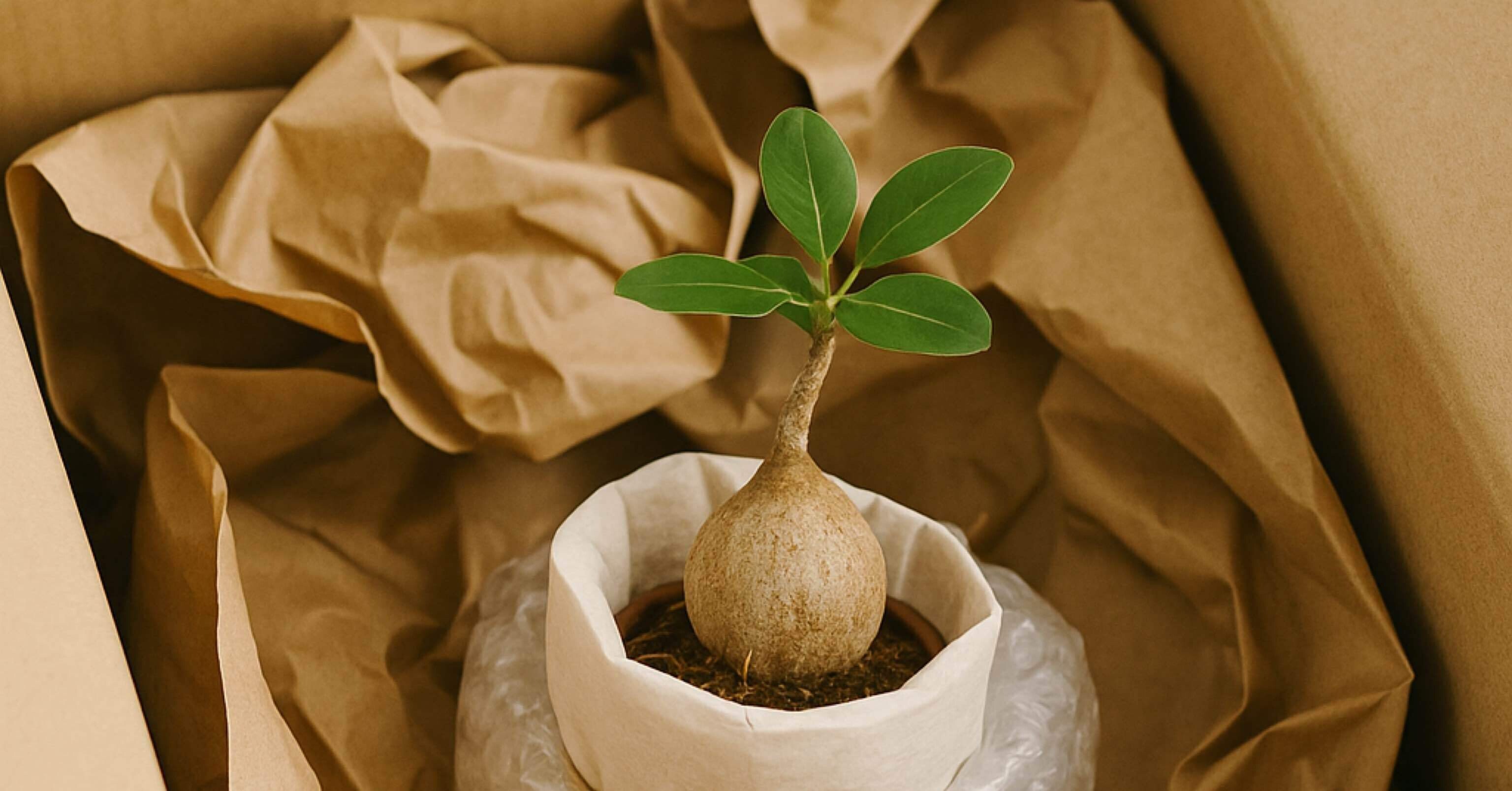 塊根植物、どうやって送ってる？初心者の僕が梱包と発送で失敗しまくっ