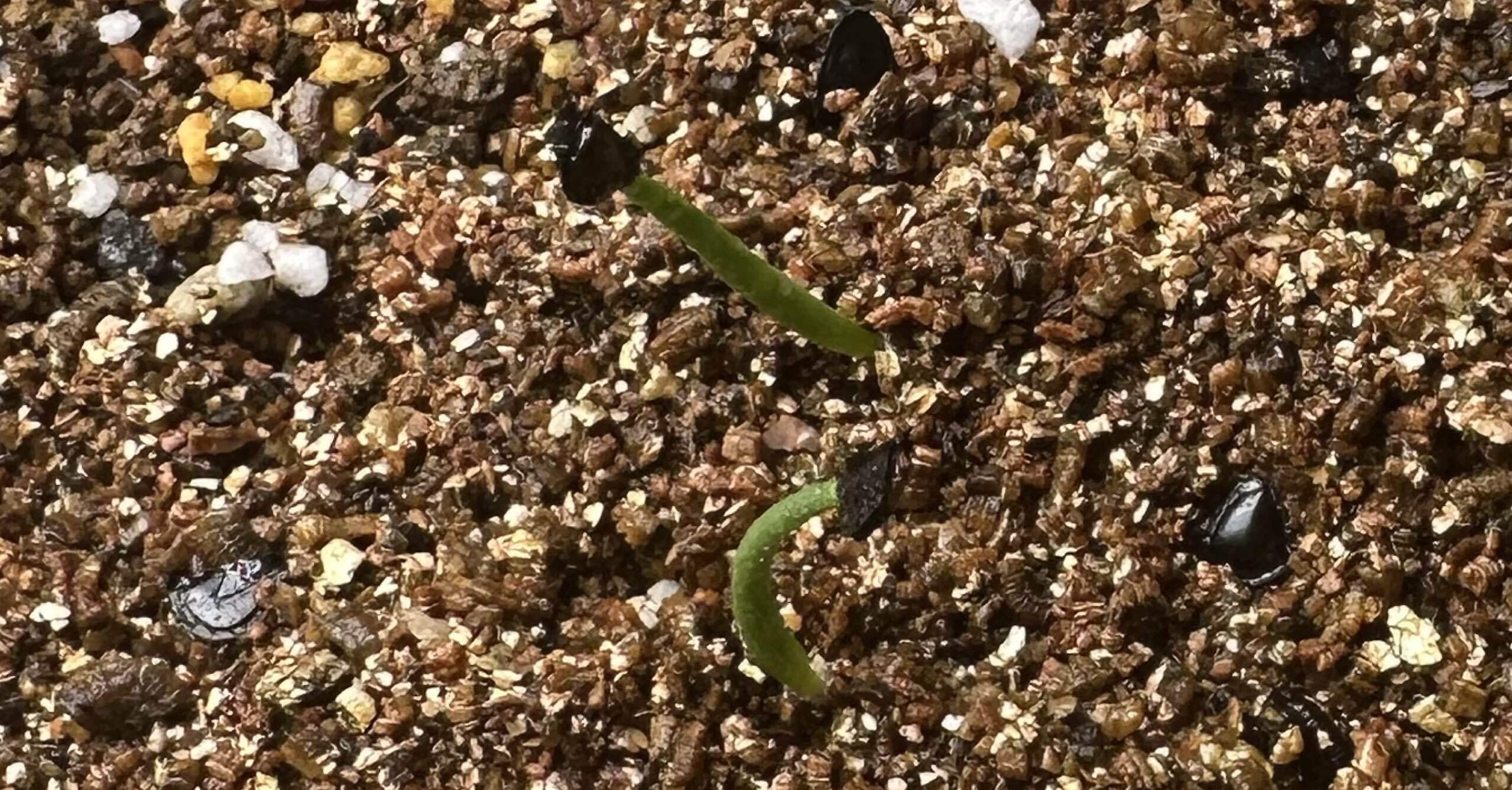 アガベ パリー トランカータの実生記録｜｜ふたりのボタニカル日記