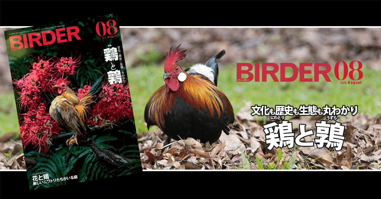 BIRDER8月号の見どころ｜ブンイチ（文一総合出版）