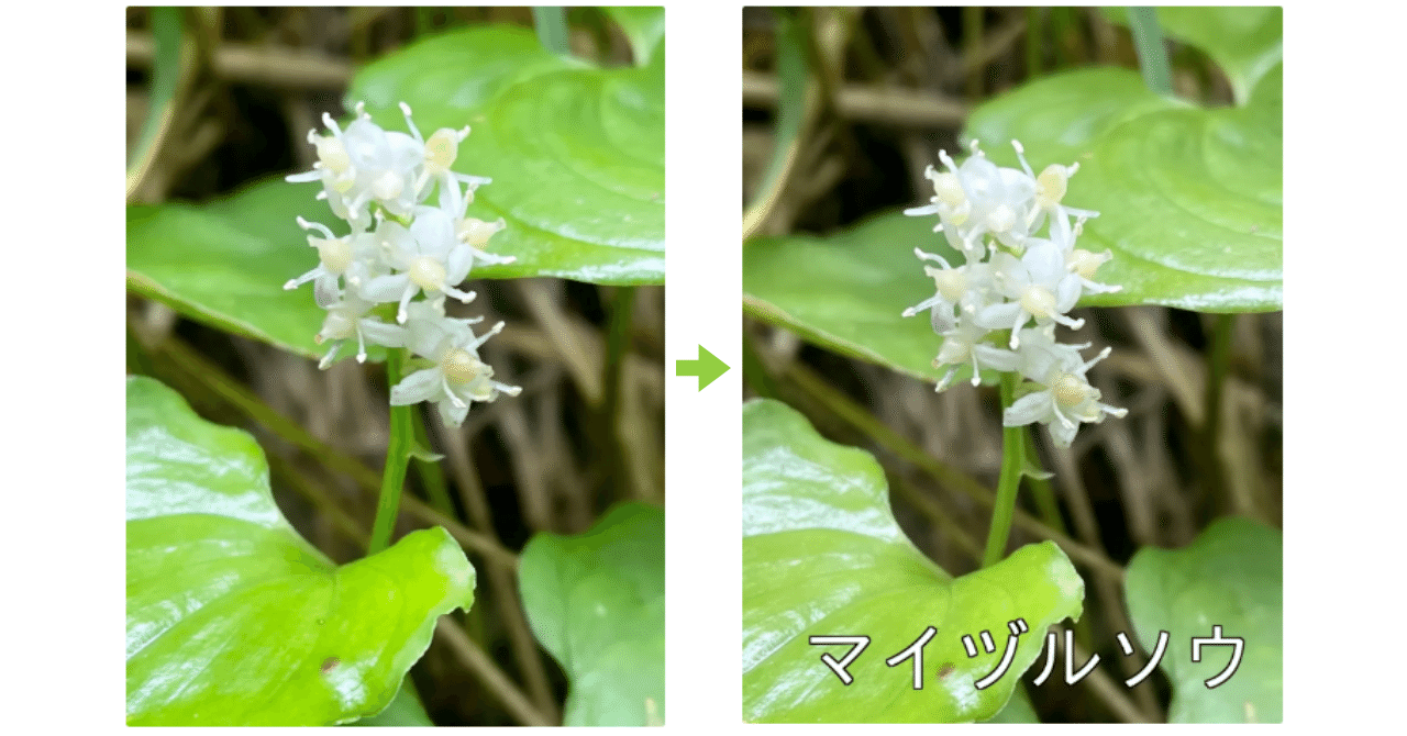Cursor】高山植物名を自動識別＆写真にラベリングするツールを作って