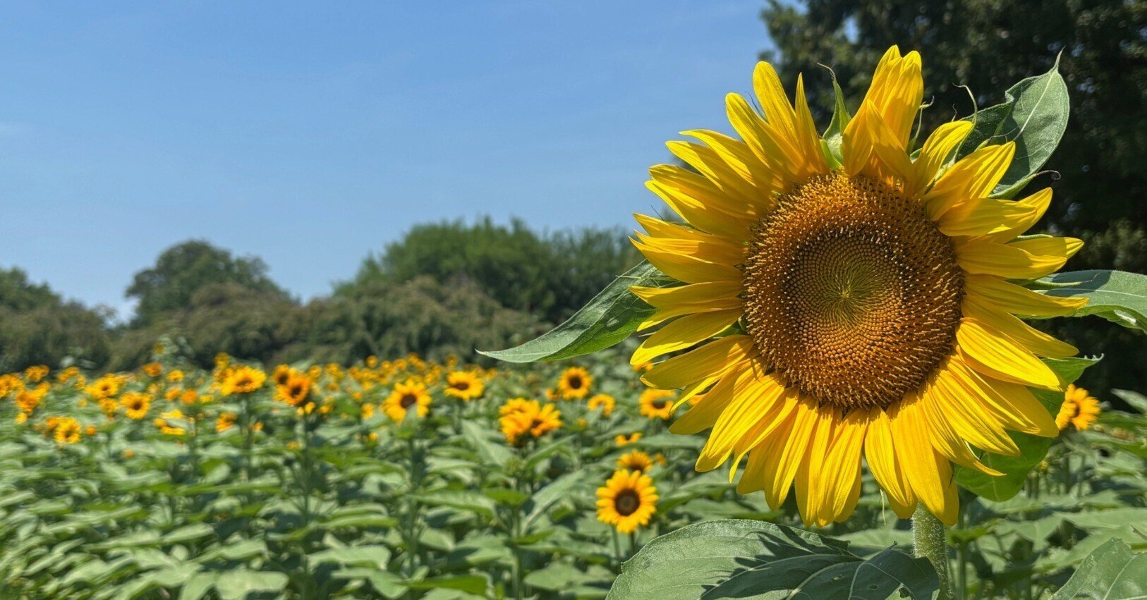 花言葉】向日葵（ひまわり）Sunflower｜璃桜（りおう）＠日常の彩り