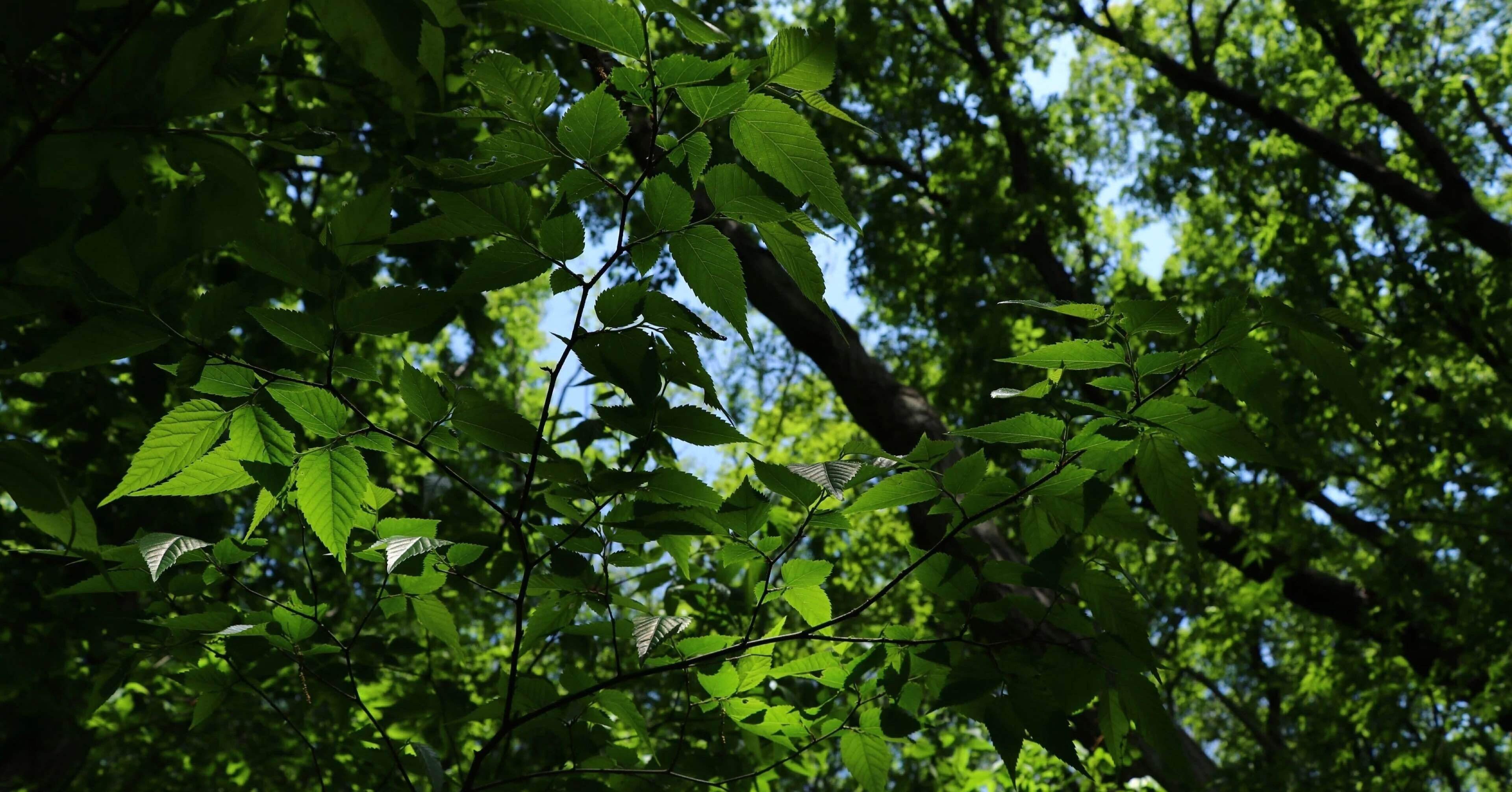 読書録161 小野田寛郎著「たった一人の30年戦争」｜清水正浩