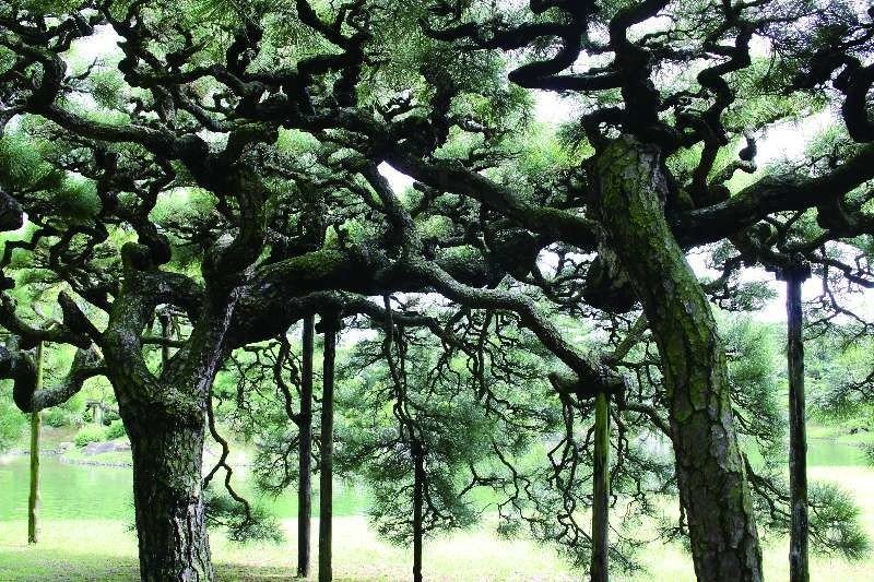 日本庭園から見る中国文化③④～植栽～・～景物～｜『和華』（日中文化