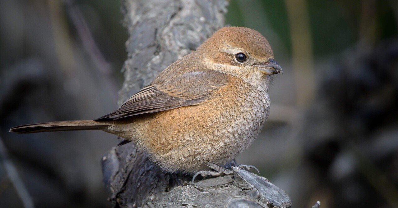 Nikkor Z 28-400mm f4-8 VR 購入した結果｜くろどん │ 育児と写真