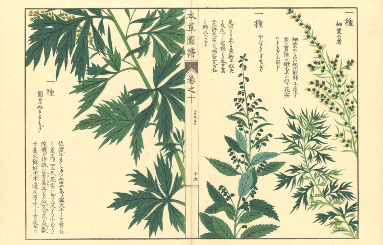 日本初の本格的な植物図鑑・岩崎灌園「本草図譜」｜ちびっと