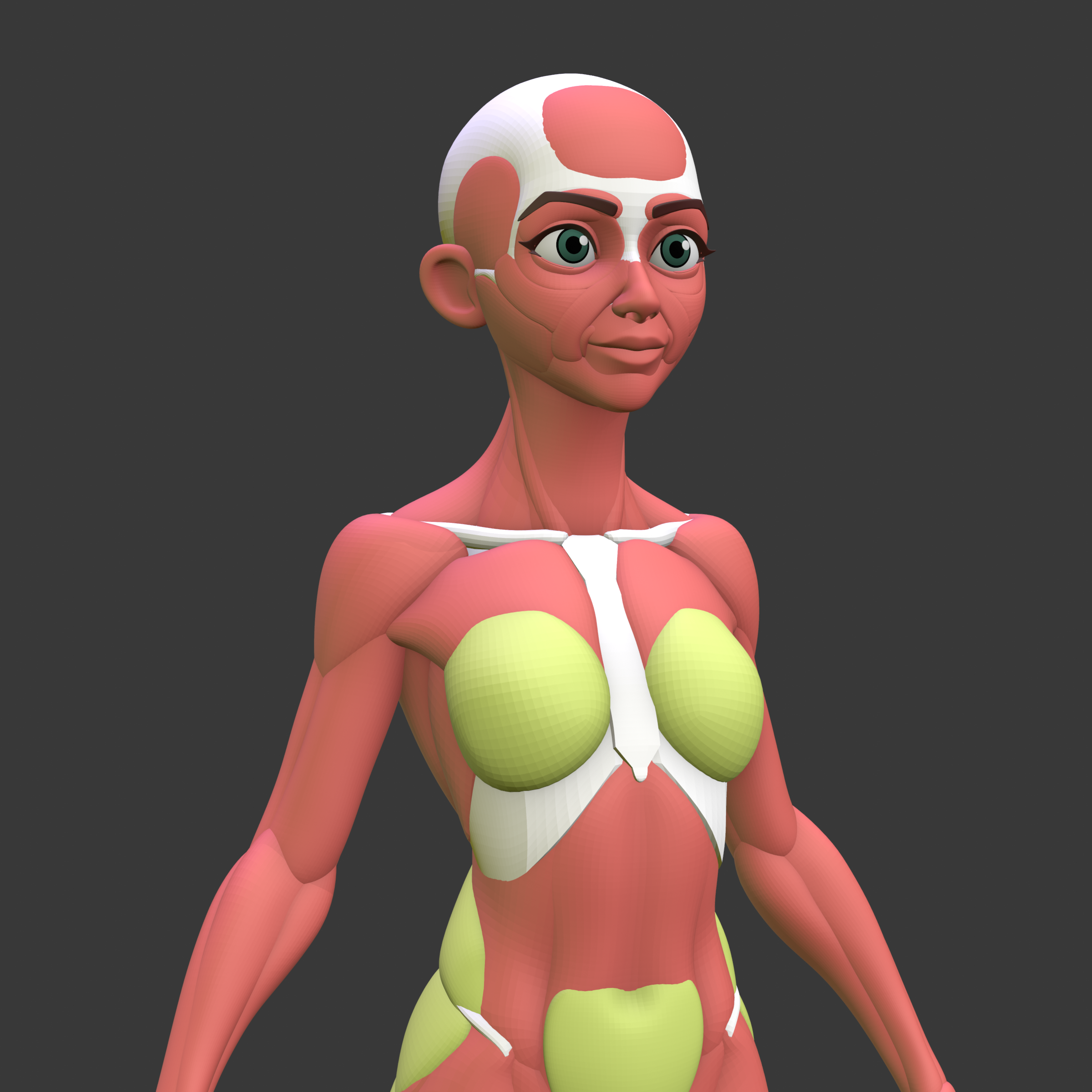 Stylized Female Anatomy - Superhive (formerly Blender Market)