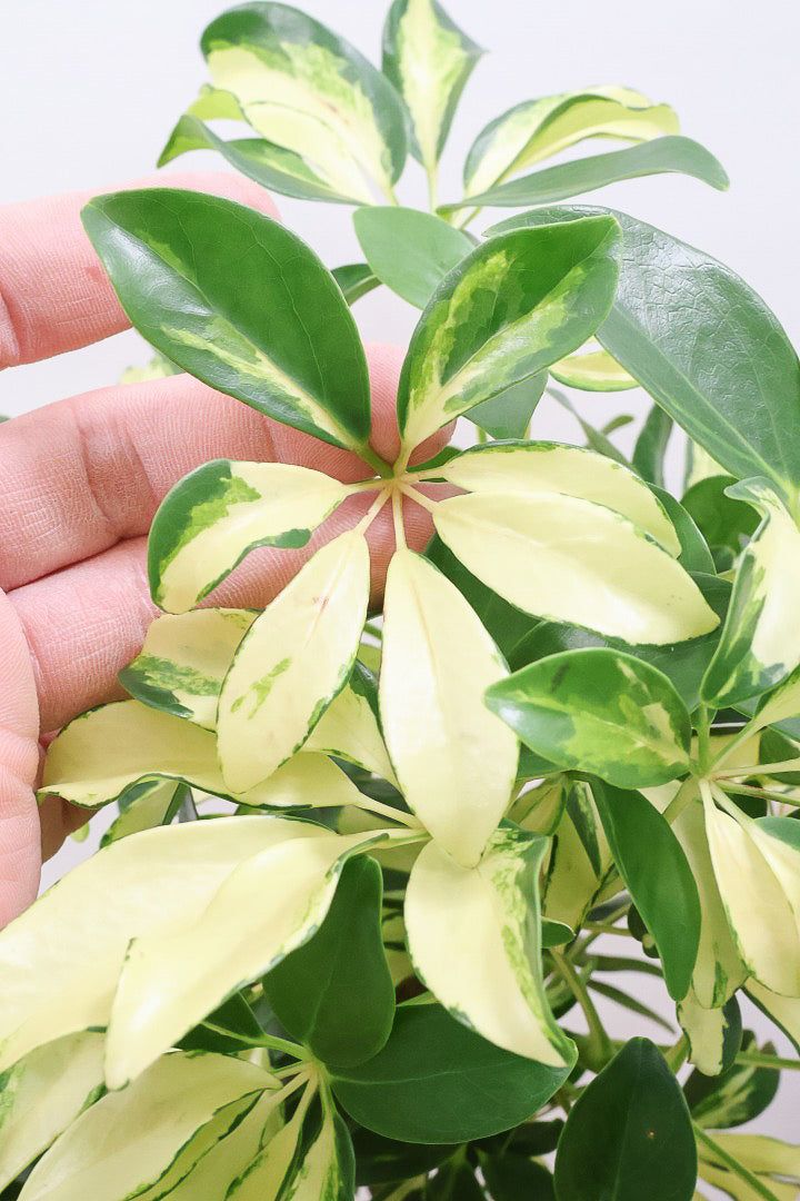 シェフレラ グランディIV61066| 観葉植物の通信販売 | APEGO(アペーゴ)