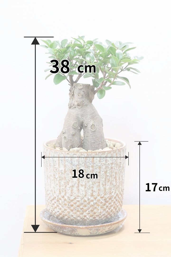 ガジュマルIV61212| 観葉植物の通信販売 | APEGO(アペーゴ)