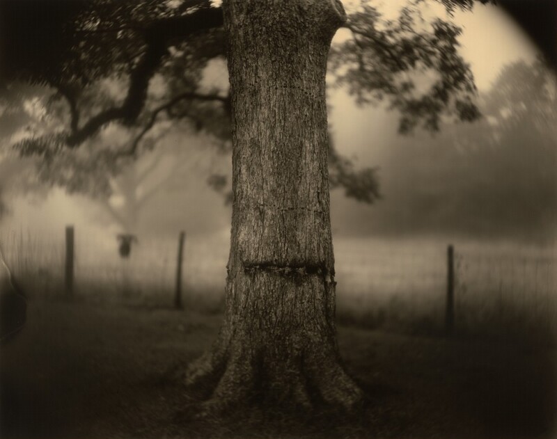 Deep South, Untitled (Scarred Tree) by Sally Mann