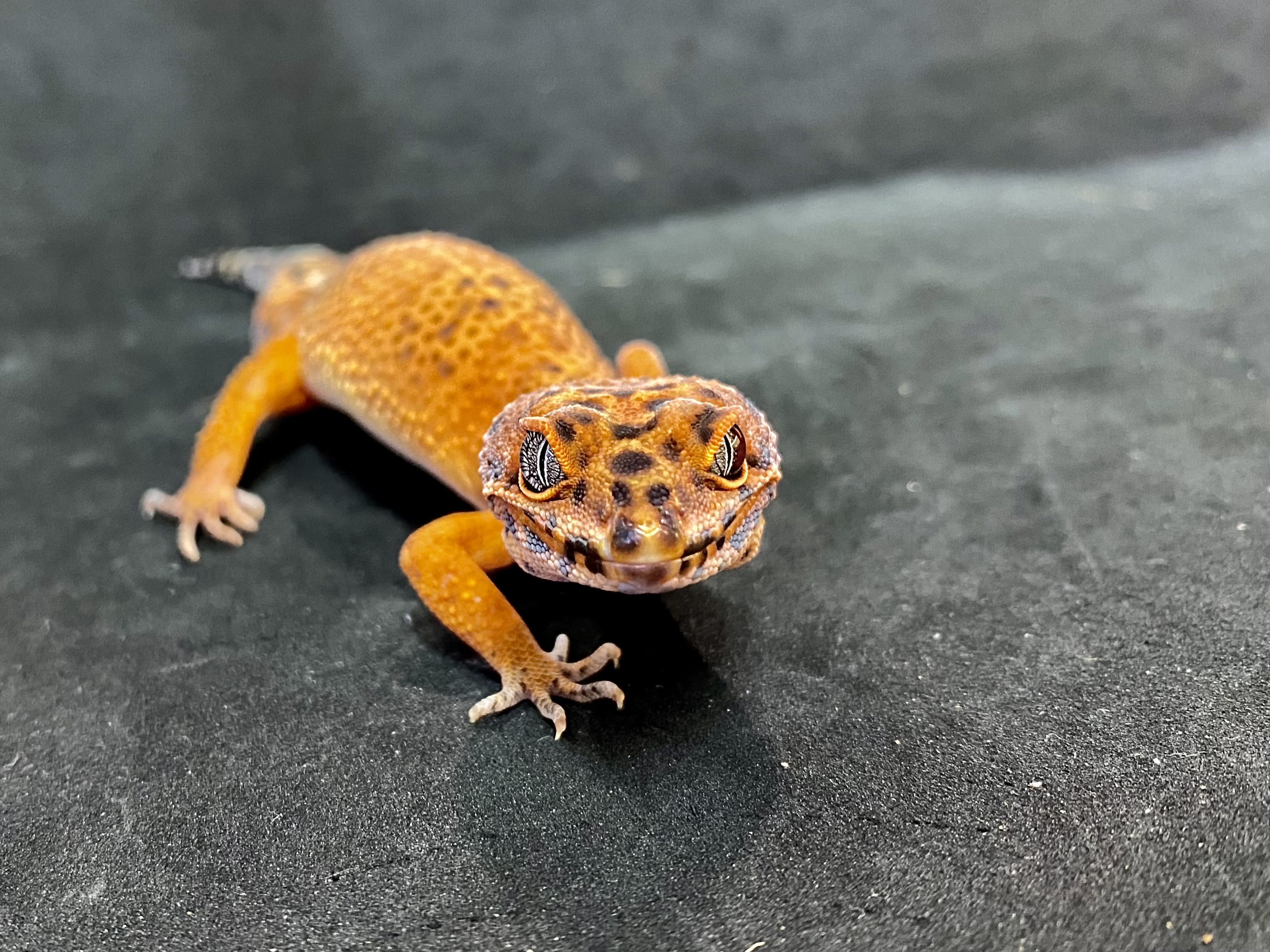 ヒョウモントカゲモドキ | 横浜爬虫類専門店アクアマイティー