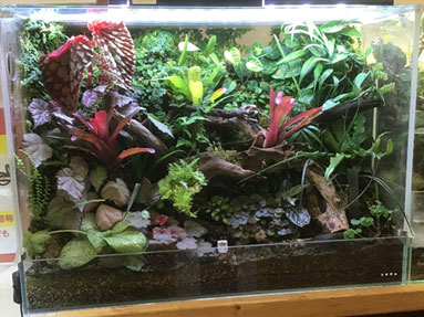 アクアテラリウム&パルダリウム｜法人様向けアクアリウム水槽セット